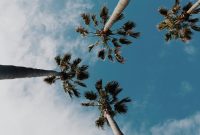 Wallpaper Worms Eye View Coconut Trees