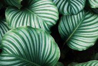 Wallpaper Green and White Leafed Plants