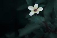 Wallpaper White 5-Petaled Flower in Selective Focus Photography