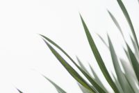 Wallpaper Close-Up Green Leaf