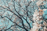 Wallpaper Sakura Tree in Bloom