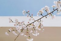 Wallpaper White Petaled Flower
