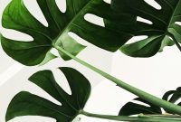 Wallpaper Green Leaves