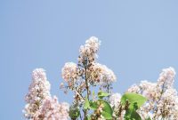 Wallpaper Macro Photography of White Flowers