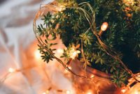 Wallpaper Tilt Shift Photography of Orange String Lights on Green Plant