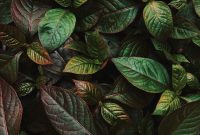Wallpaper Ovate Green Leaf Plant