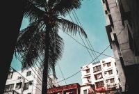 Wallpaper Palm Tree in the Middle of City Buildings