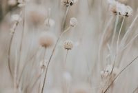 Wallpaper Closeup Photo of Dandelion
