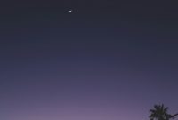 Wallpaper Silhouette of Trees Near Light Posts