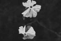 Wallpaper Grayscale Petaled Flower