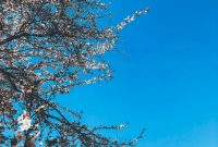 Wallpaper Tree Under Blue Sky