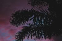Wallpaper Silhouette of Coconut Palm Tree