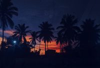 Wallpaper Palm Trees