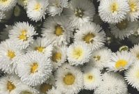 Wallpaper White Flowers