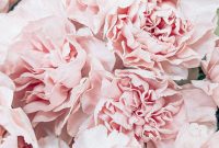 Wallpaper Pink Flower Macro Lens