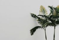 Wallpaper Green Palm Tree Beside White Wall