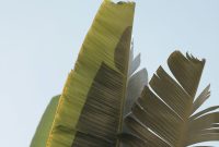 Wallpaper Green Banana Leaf During Daytime