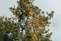 Wallpaper Orange Fruit Tree During Daytime