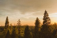 Wallpaper Green Trees Under Gray Clouds During Daytime