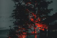 Wallpaper Red Leaf Tree Near Building at Night