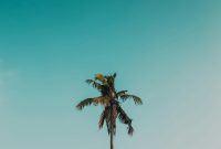 Wallpaper Palm Tree Under Blue Sky