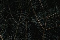 Wallpaper Spider Web on Brown Dried Leaves