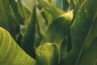 Wallpaper Green Banana Leaves During Daytime