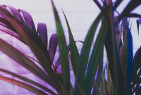 Wallpaper Green Plant Near White Wall