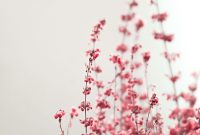 Wallpaper Pink Flowers on White Background