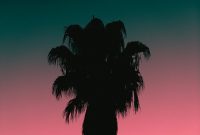 Wallpaper Silhouette of Palm Tree During Sunset