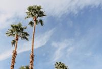 Wallpaper Green and Brown Palm Tree Under White Clouds