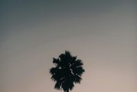 Wallpaper Black Tree Under Gray Sky