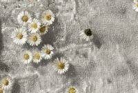 Wallpaper White and Yellow Daisy Flowers