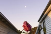 Wallpaper Pink Rose in Bloom During Daytime