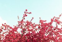 Wallpaper Red Flowers with Green Leaves During Daytime