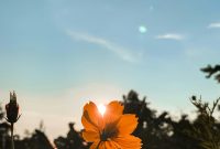 Wallpaper Yellow Flower Under Blue Sky