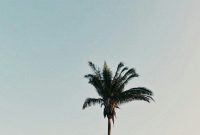 Wallpaper Green Palm Tree Under Gray Sky