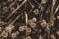 Wallpaper White and Brown Flowers in Tilt-Shift