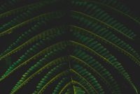 Wallpaper A Close Up of a Green Leaf on a Black Background