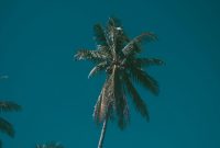 Wallpaper A Palm Tree with a Blue Sky
