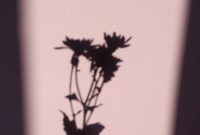 Wallpaper A Shadow of a Hand Holding a Flower
