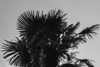 Wallpaper A Black and White Palm Tree