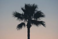 Wallpaper A Silhouette of a Palm Tree Against a Sunset Sky