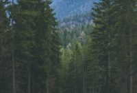 Wallpaper A Forest of Trees