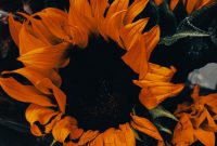 Wallpaper A Group of Orange Flowers