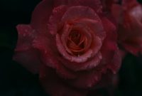Wallpaper A Close Up of a Pink Rose with Water Droplets
