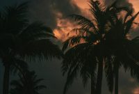 Wallpaper A Group of Palm Trees