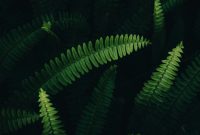 Wallpaper Lush Green Foliage