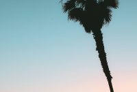 Wallpaper A Palm Tree and a Building