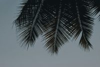 Wallpaper A Couple of Giraffes Standing Under a Palm Tree